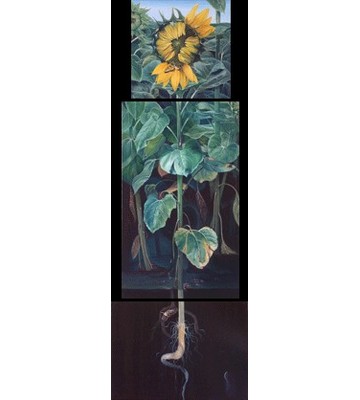 Helianthus Annuus